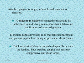 1/7/2018 Attached gingiva 30
Attached gingiva is tough, inflexible and resistant to
abrasion.
Collagenous nature of connective tissue and its
adherence to underlying muco-periosteum determine
the firmness of attached gingiva.
Elongated papilla provides good mechanical attachment
and prevents epithelium being striped under shear forces.
Thick network of closely packed collagen fibers resist
the loading. Thus attached gingiva can bear the
compressive and shear forces.
 