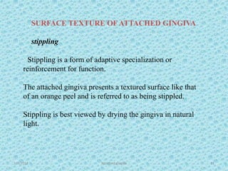1/7/2018 Attached gingiva 31
SURFACE TEXTURE OF ATTACHED GINGIVA
stippling
Stippling is a form of adaptive specialization or
reinforcement for function.
The attached gingiva presents a textured surface like that
of an orange peel and is referred to as being stippled.
Stippling is best viewed by drying the gingiva in natural
light.
 