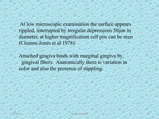 At low microscopic examination the surface appears
rippled, interrupted by irregular depressions 50μm in
diameter, at higher magnification cell pits can be seen
(Cleaton-Jones et al 1978).
1/7/2018 Attached gingiva 34
Attached gingiva binds with marginal gingiva by
gingival fibers. Anatomically there is variation in
color and also the presence of stippling.
 