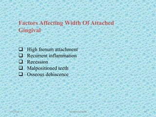 1/7/2018 Attached gingiva 50
Factors Affecting Width Of Attached
Gingival
 High frenum attachment
 Recurrent inflammation
 Recession
 Malpositioned teeth
 Osseous dehiscence
 