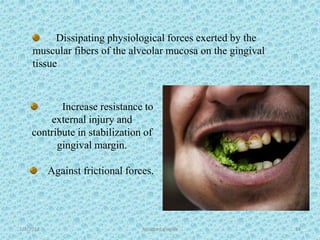 1/7/2018 Attached gingiva 53
Dissipating physiological forces exerted by the
muscular fibers of the alveolar mucosa on the gingival
tissue
Increase resistance to
external injury and
contribute in stabilization of
gingival margin.
Against frictional forces.
 