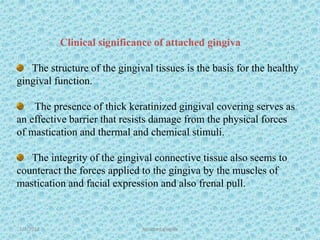 1/7/2018 Attached gingiva 56
Clinical significance of attached gingiva
The structure of the gingival tissues is the basis for the healthy
gingival function.
The presence of thick keratinized gingival covering serves as
an effective barrier that resists damage from the physical forces
of mastication and thermal and chemical stimuli.
The integrity of the gingival connective tissue also seems to
counteract the forces applied to the gingiva by the muscles of
mastication and facial expression and also frenal pull.
 