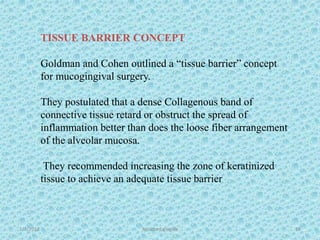 1/7/2018 Attached gingiva 59
TISSUE BARRIER CONCEPT
Goldman and Cohen outlined a “tissue barrier” concept
for mucogingival surgery.
They postulated that a dense Collagenous band of
connective tissue retard or obstruct the spread of
inflammation better than does the loose fiber arrangement
of the alveolar mucosa.
They recommended increasing the zone of keratinized
tissue to achieve an adequate tissue barrier
 