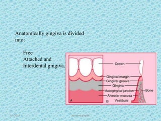 1/7/2018 Attached gingiva 6
Anatomically gingiva is divided
into:
Free
Attached and
Interdental gingiva.
 