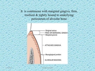 1/7/2018 Attached gingiva 9
It is continuous with marginal gingiva. firm,
resilient & tightly bound to underlying
periosteum of alveolar bone
 