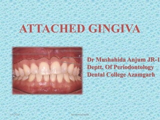 1/7/2018 Attached gingiva 1
Dr Mushahida Anjum JR-1
Deptt. Of Periodontology
Dental College Azamgarh
ATTACHED GINGIVA
 
