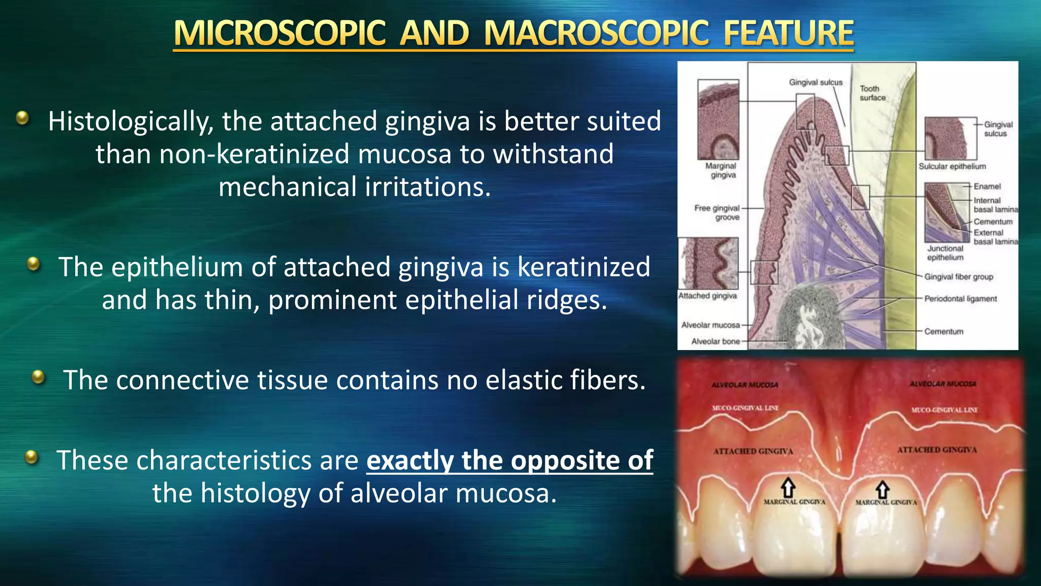 Attached gingiva and its significance | PPTX