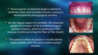 Facial aspects of attached gingiva extend to
relatively loose and movable alveolar mucosa is
demarcated by mucogingival junction.
On the lingual aspect of mandible, the attached
gingiva terminates at the junction of lingual
alveolar mucosa, which is continuous with
mucous membrane lining the floor of the mouth.
The palatal surface of gingiva in maxilla blends
imperceptibly with firm and resilient palatal
mucosa.
 