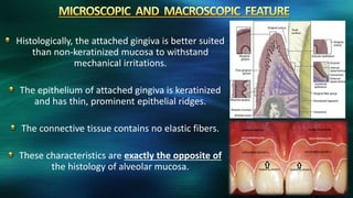 Histologically, the attached gingiva is better suited
than non-keratinized mucosa to withstand
mechanical irritations.
The epithelium of attached gingiva is keratinized
and has thin, prominent epithelial ridges.
The connective tissue contains no elastic fibers.
These characteristics are exactly the opposite of
the histology of alveolar mucosa.
 