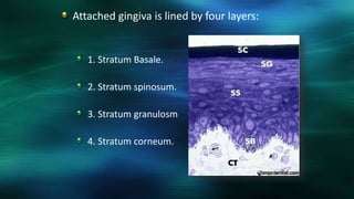 Attached gingiva is lined by four layers:
1. Stratum Basale.
2. Stratum spinosum.
3. Stratum granulosm
4. Stratum corneum.
 