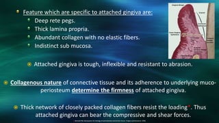 Feature which are specific to attached gingiva are:
Deep rete pegs.
Thick lamina propria.
Abundant collagen with no elastic fibers.
Indistinct sub mucosa.
 Attached gingiva is tough, inflexible and resistant to abrasion.
 Collagenous nature of connective tissue and its adherence to underlying muco-
periosteum determine the firmness of attached gingiva.
 Thick network of closely packed collagen fibers resist the loading*. Thus
attached gingiva can bear the compressive and shear forces.
4. Bartold PM, Narayanan AS: biology of periodontal connective tissue. Chigao quintessence 1998.
 