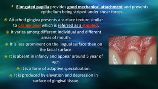  Attached gingiva presents a surface texture similar
to orange peel which is referred as a stippled.
 It varies among different individual and different
areas of mouth.
 It is less prominent on the lingual surface then on
the facial surface.
 It is absent in infancy and appear around 5 year of
age.
 It is a form of adaptive specialization.
 It is produced by elevation and depression in
surface of gingival tissue.
Elongated papilla provides good mechanical attachment and prevents
epithelium being striped under shear forces.
 