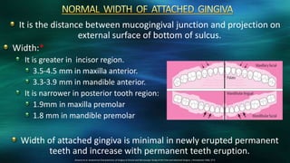 It is the distance between mucogingival junction and projection on
external surface of bottom of sulcus.
Width:*
It is greater in incisor region.
3.5-4.5 mm in maxilla anterior.
3.3-3.9 mm in mandible anterior.
It is narrower in posterior tooth region:
1.9mm in maxilla premolar
1.8 mm in mandible premolar
Width of attached gingiva is minimal in newly erupted permanent
teeth and increase with permanent teeth eruption.
Ainamo et al. Anatomical Characteristics of Gingiva A Clinical and Microscopic Study of the Free and Attached Gingiva. J Periodontol 1966; 37:5
 