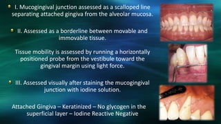 I. Mucogingival junction assessed as a scalloped line
separating attached gingiva from the alveolar mucosa.
II. Assessed as a borderline between movable and
immovable tissue.
Tissue mobility is assessed by running a horizontally
positioned probe from the vestibule toward the
gingival margin using light force.
III. Assessed visually after staining the mucogingival
junction with iodine solution.
Attached Gingiva – Keratinized – No glycogen in the
superficial layer – Iodine Reactive Negative
 