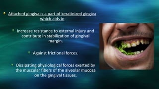 Attached gingiva is a part of keratinized gingiva
which aids in
Increase resistance to external injury and
contribute in stabilization of gingival
margin.
Against frictional forces.
Dissipating physiological forces exerted by
the muscular fibers of the alveolar mucosa
on the gingival tissues.
 
