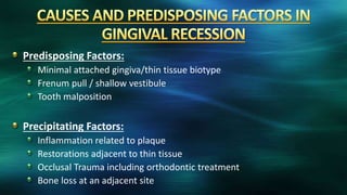Predisposing Factors:
Minimal attached gingiva/thin tissue biotype
Frenum pull / shallow vestibule
Tooth malposition
Precipitating Factors:
Inflammation related to plaque
Restorations adjacent to thin tissue
Occlusal Trauma including orthodontic treatment
Bone loss at an adjacent site
 