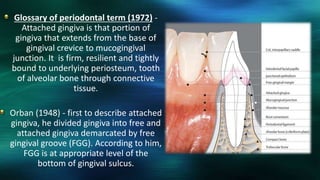 Glossary of periodontal term (1972) -
Attached gingiva is that portion of
gingiva that extends from the base of
gingival crevice to mucogingival
junction. It is firm, resilient and tightly
bound to underlying periosteum, tooth
of alveolar bone through connective
tissue.
Orban (1948) - first to describe attached
gingiva, he divided gingiva into free and
attached gingiva demarcated by free
gingival groove (FGG). According to him,
FGG is at appropriate level of the
bottom of gingival sulcus.
 