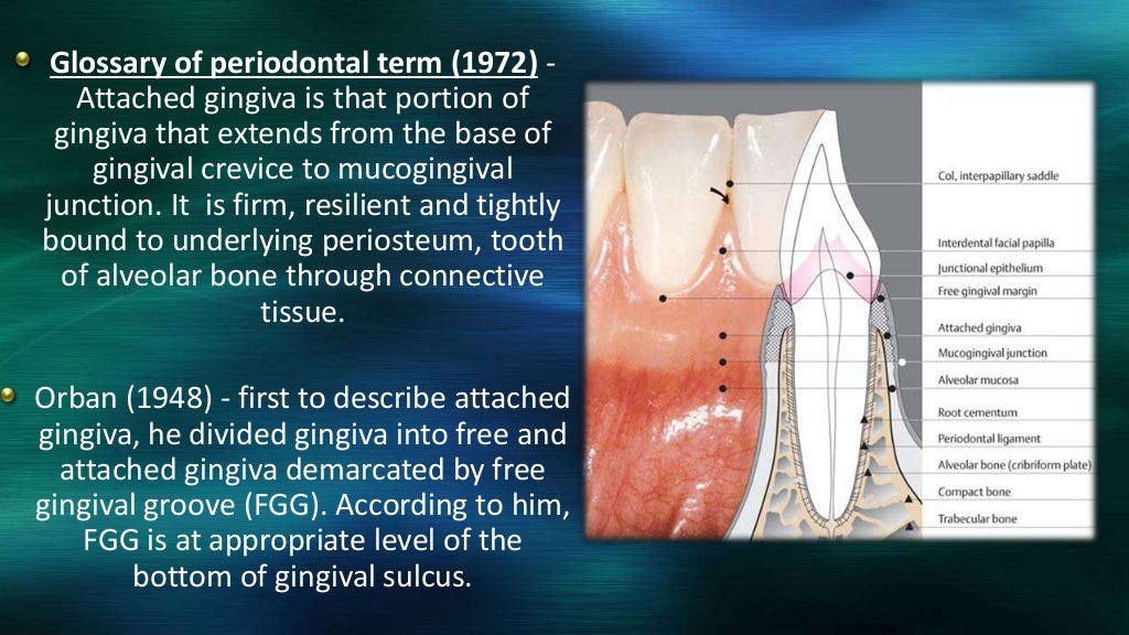 Attached gingiva and its significance