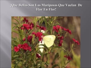 ¡Que Bellas Son Las Mariposas Que Vuelan De
                Flor En Flor!
 