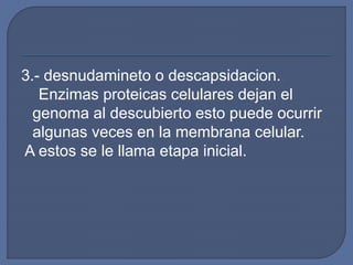 3.- desnudamineto o descapsidacion.
Enzimas proteicas celulares dejan el
genoma al descubierto esto puede ocurrir
algunas veces en la membrana celular.
A estos se le llama etapa inicial.
 