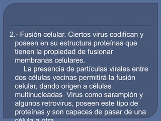 2.- Fusión celular. Ciertos virus codifican y
poseen en su estructura proteínas que
tienen la propiedad de fusionar
membranas celulares.
La presencia de partículas virales entre
dos células vecinas permitirá la fusión
celular, dando origen a células
multinucleadas Virus como sarampión y
algunos retrovirus, poseen este tipo de
proteínas y son capaces de pasar de una
 