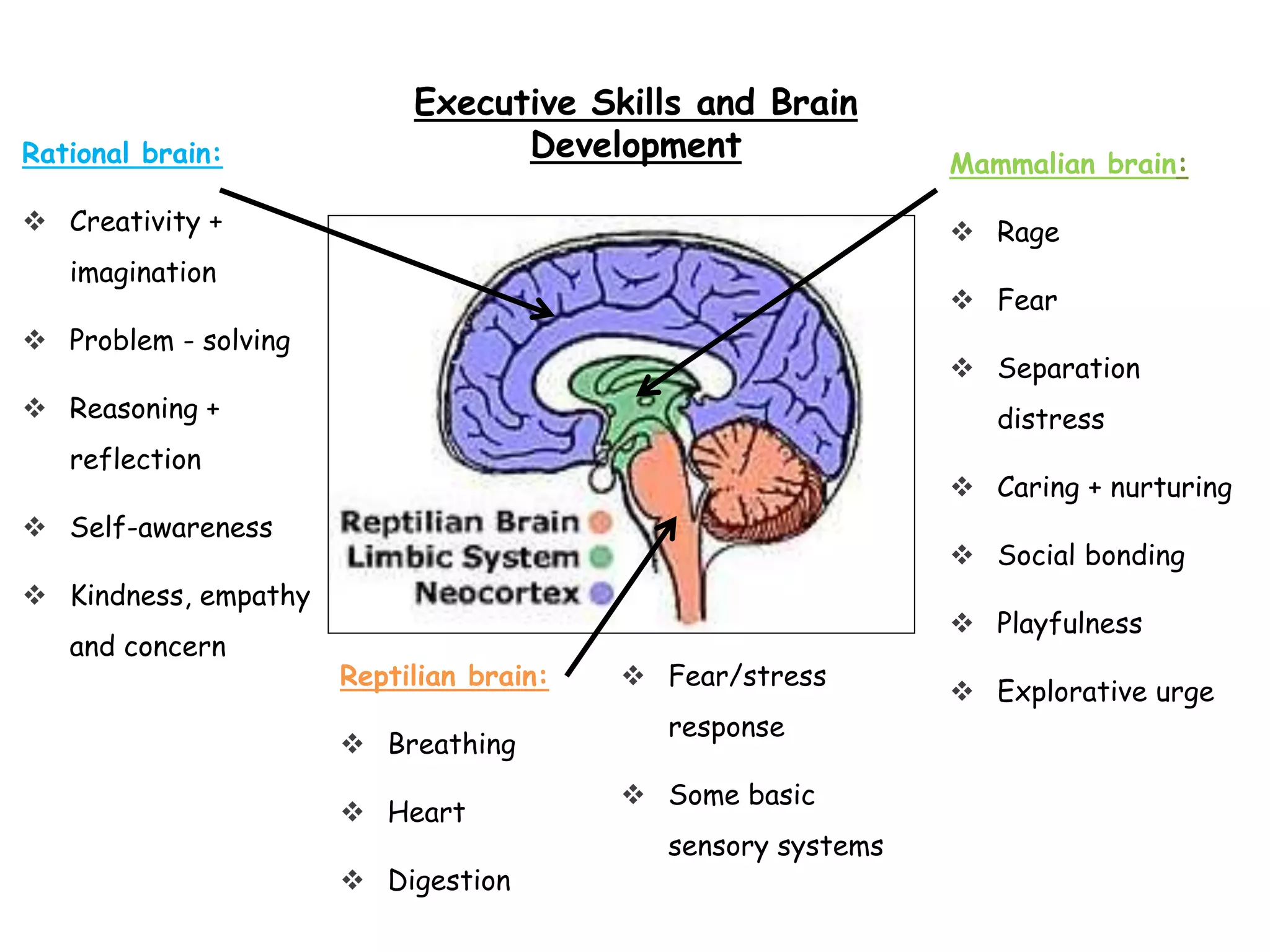 Reptilian brain:
 Breathing
 Heart
 Digestion
 Fear/stress
response
 Some basic
sensory systems
Mammalian brain:
 Rage
 Fear
 Separation
distress
 Caring + nurturing
 Social bonding
 Playfulness
 Explorative urge
Rational brain:
 Creativity +
imagination
 Problem - solving
 Reasoning +
reflection
 Self-awareness
 Kindness, empathy
and concern
Executive Skills and Brain
Development
 