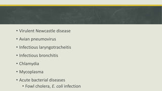 • Virulent Newcastle disease
• Avian pneumovirus
• Infectious laryngotracheitis
• Infectious bronchitis
• Chlamydia
• Mycoplasma
• Acute bacterial diseases
• Fowl cholera, E. coli infection
 