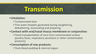 •Inhalation:
Contaminated dust
Fine water droplets generated during slaughtering,
defeathering, eviscerating and preparing
•Contact with oral/nasal mucus membrane or conjunctiva:
Hand-transplantation of virus from contaminated surface
(poultry feces, respiratory secretions or other contaminated
products)
•Consumption of raw products:
Duck blood pudding & internal organs
Transmission
 