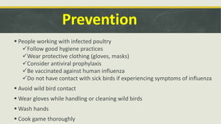 Prevention
 People working with infected poultry
Follow good hygiene practices
Wear protective clothing (gloves, masks)
Consider antiviral prophylaxis
Be vaccinated against human influenza
Do not have contact with sick birds if experiencing symptoms of influenza
 Avoid wild bird contact
 Wear gloves while handling or cleaning wild birds
 Wash hands
 Cook game thoroughly
 