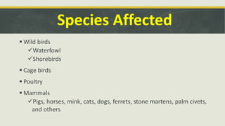 Species Affected
 Wild birds
Waterfowl
Shorebirds
 Cage birds
 Poultry
 Mammals
Pigs, horses, mink, cats, dogs, ferrets, stone martens, palm civets,
and others
 