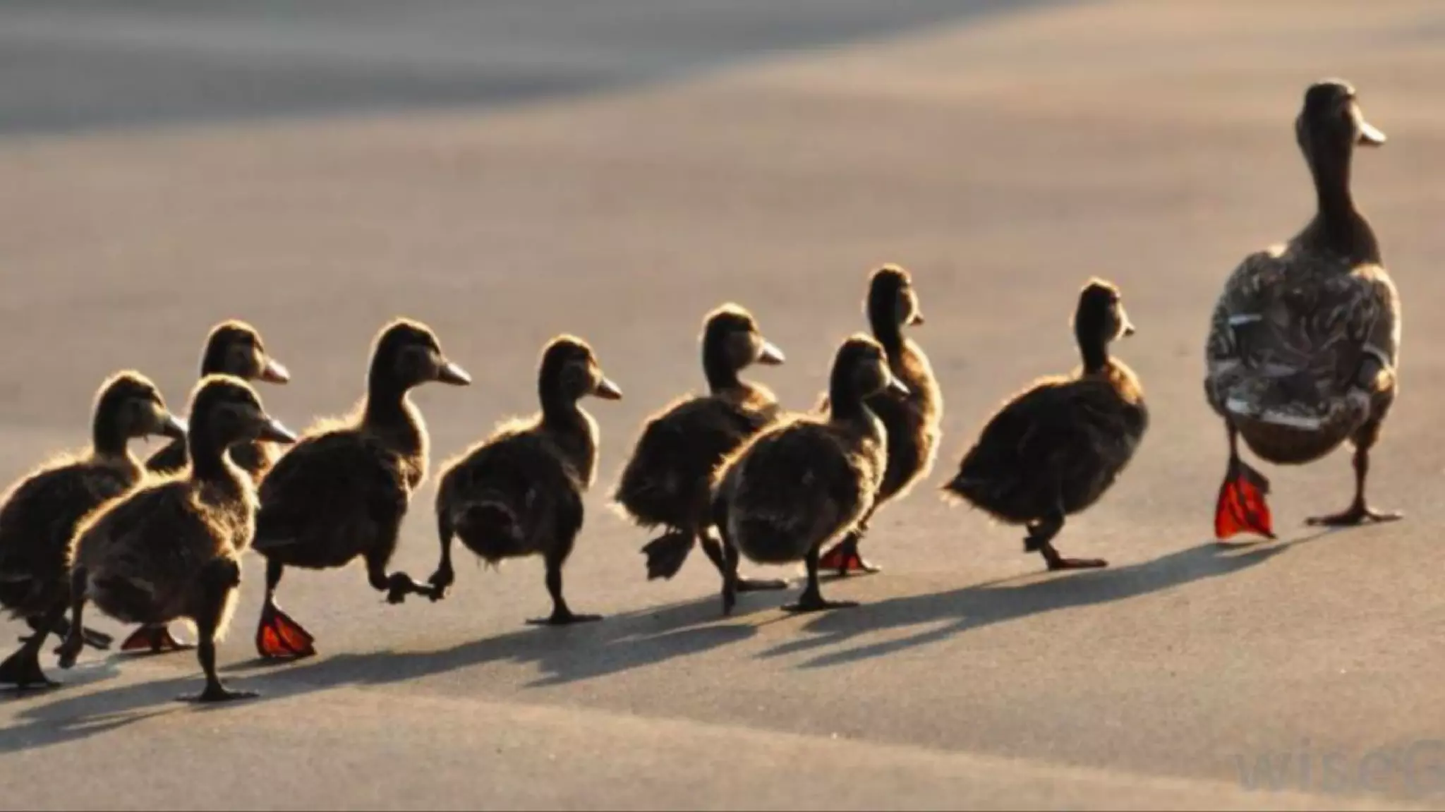 Attachment Theory In Practice