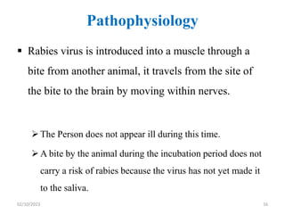 Pathophysiology
 Rabies virus is introduced into a muscle through a
bite from another animal, it travels from the site of
the bite to the brain by moving within nerves.
The Person does not appear ill during this time.
A bite by the animal during the incubation period does not
carry a risk of rabies because the virus has not yet made it
to the saliva.
02/10/2023 16
 