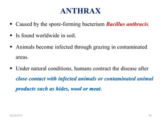 ANTHRAX
 Caused by the spore-forming bacterium Bacillus anthracis.
 Is found worldwide in soil.
 Animals become infected through grazing in contaminated
areas.
 Under natural conditions, humans contract the disease after
close contact with infected animals or contaminated animal
products such as hides, wool or meat.
02/10/2023 38
 