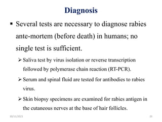 Diagnosis
 Several tests are necessary to diagnose rabies
ante-mortem (before death) in humans; no
single test is sufficient.
Saliva test by virus isolation or reverse transcription
followed by polymerase chain reaction (RT-PCR).
Serum and spinal fluid are tested for antibodies to rabies
virus.
Skin biopsy specimens are examined for rabies antigen in
the cutaneous nerves at the base of hair follicles.
30/11/2023 20
 