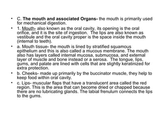 • C. The mouth and associated Organs- the mouth is primarily used
for mechanical digestion.
• 1. Mouth- also known as the oral cavity, its opening is the oral
orifice, and it is the site of ingestion. The lips are also known as
vestibule and the oral cavity proper is the space inside the mouth
(internal to teeth).
• a. Mouth tissue- the mouth is lined by stratified squamous
epithelium and this is also called a mucous membrane. The mouth
also has layers called internal mucosa, submucosa, and external
layer of muscle and bone instead or a serosa. The tongue, lips,
gums, and palate are lined with cells that are slightly keratinized for
extra protection.
• b. Cheeks- made up primarily by the buccinator muscle, they help to
keep food within oral cavity.
• c. Lips- muscular flaps that have a translucent area called the red
region. This is the area that can become dried or chapped because
there are no lubricating glands. The labial frenulum connects the lips
to the gums.
 