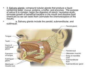 • 3. Salivary glands- compound tubular glands that produce a liquid
containing water, mucus, proteins, a buffer, and enzymes. The purpose
of saliva is to moisten, begin the digestion of starch, neutralize acids,
stimulate growth of beneficial bacteria in the mouth and dissolve food
chemicals so we can taste them (stimulate the chemoreceptors of the
mouth).
• a. Salivary glands include the parotid, submandibular, and
sublingual.
 