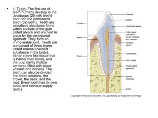 • 4. Teeth- The first set of
teeth humans develop is the
deciduous (20 milk teeth)
and then the permanent
teeth (32 teeth). Teeth are
pecialized structures found
within sockets of the gum
called alveoli and are held in
place by the periodontal
ligament. They form an
immoveable joint. Teeth are
composed of three layers
called enamel (hardest
substance in the body),
dentin (bone like tissue that
is harder than bone), and
the pulp cavity (hollow
centered filled with blood
vessels and nerves). The
teeth can also be divided
into three sections, the
crown, the neck, and the
root. Every tooth has its own
blood and nervous supply
(pulp).
 