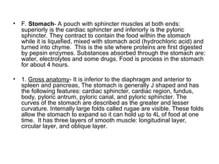 • F. Stomach- A pouch with sphincter muscles at both ends:
superiorly is the cardiac sphincter and inferiorly is the pyloric
sphincter. They contract to contain the food within the stomach
while it is liquefied, mixed with stomach acid (hydrochloric acid) and
turned into chyme. This is the site where proteins are first digested
by pepsin enzymes. Substances absorbed through the stomach are:
water, electrolytes and some drugs. Food is process in the stomach
for about 4 hours.
• 1. Gross anatomy- It is inferior to the diaphragm and anterior to
spleen and pancreas, The stomach is generally J shaped and has
the following features: cardiac sphincter, cardiac region, fundus,
body, pyloric antrum, pyloric canal, and pyloric sphincter. The
curves of the stomach are described as the greater and lesser
curvature. Internally large folds called rugae are visible. These folds
allow the stomach to expand so it can hold up to 4L of food at one
time. It has three layers of smooth muscle: longitudinal layer,
circular layer, and oblique layer.
 