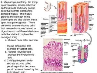 2. Microscopic anatomy- the lining
is composed of simple columnar
epithelial cells and many goblet
cells that secrete bicarbonate
buffered mucus. The mucus
protects the stomach lining.
Gastric pits are also visible, these
open into gastric glands. There
are some enteroendocrine cells
that release hormones related to
digestion and undifferentiated stem
cells that divide to replace the
damaged lining
a. Mucous neck cells- secret a
mucus different of that
secreted by goblet cells.
b. Parietal (oxyntic) cells-
produce the hydrochloric
acic
c. Chief (zymogenic) cells-
secrete enzyme called
pepsinogen that becomes
pepsin when activated by the
 