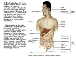 • G. Small intestine- this is the
longest section, an area where
chemical digestion is
completed and most nutrients
are absorbed. Food remains
here for about 3-6 hours. The
small intestine can be divided
into three section: duodenum,
ilelium, jejunum. It uses
peristalsis to move chyme
along and for segmentation
movements.
• 1. Gross anatomy- the tube
runs from the pyloric sphincter
of the stomach to the
beginning of the large intestine.
The first division is the
duodenum (5%) short area
where the digestive chemicals
from the pancreas and gall
bladder are received. The
second division is the jejunum
(40%) a longer region where
food is digested and nutrients
are absorbed. The last section
is the ileum (60%) it connects
to the large intestine.
 