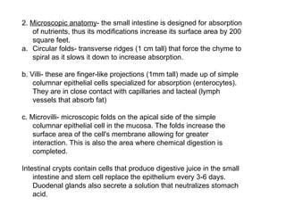 2. Microscopic anatomy- the small intestine is designed for absorption
of nutrients, thus its modifications increase its surface area by 200
square feet.
a. Circular folds- transverse ridges (1 cm tall) that force the chyme to
spiral as it slows it down to increase absorption.
b. Villi- these are finger-like projections (1mm tall) made up of simple
columnar epithelial cells specialized for absorption (enterocytes).
They are in close contact with capillaries and lacteal (lymph
vessels that absorb fat)
c. Microvilli- microscopic folds on the apical side of the simple
columnar epithelial cell in the mucosa. The folds increase the
surface area of the cell's membrane allowing for greater
interaction. This is also the area where chemical digestion is
completed.
Intestinal crypts contain cells that produce digestive juice in the small
intestine and stem cell replace the epithelium every 3-6 days.
Duodenal glands also secrete a solution that neutralizes stomach
acid.
 