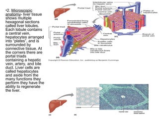 •2. Microscopic
anatomy- liver tissue
shows multiple
hexagonal sections
called liver lobules.
Each lobule contains
a central vein,
hepatocytes arranged
into “plates”, and is
surrounded by
connective tissue. At
the corners there are
portal triads
containing a hepatic
vein, artery, and bile
duct. Liver cells are
called hepatocytes
and aside from the
many functions they
perform they have the
ability to regenerate
the liver.
 