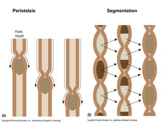 Peristalsis Segmentation
 