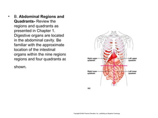 )
• B. Abdominal Regions and
Quadrants- Review the
regions and quadrants as
presented in Chapter 1.
Digestive organs are located
in the abdominal cavity. Be
familiar with the approximate
location of the intestinal
organs within the nine regions
regions and four quadrants as
shown.
 