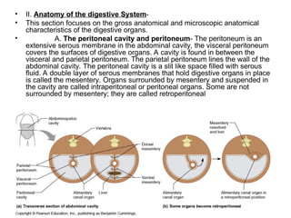 • II. Anatomy of the digestive System-
• This section focuses on the gross anatomical and microscopic anatomical
characteristics of the digestive organs.
• A. The peritoneal cavity and peritoneum- The peritoneum is an
extensive serous membrane in the abdominal cavity, the visceral peritoneum
covers the surfaces of digestive organs. A cavity is found in between the
visceral and parietal peritoneum. The parietal peritoneum lines the wall of the
abdominal cavity. The peritoneal cavity is a slit like space filled with serous
fluid. A double layer of serous membranes that hold digestive organs in place
is called the mesentery. Organs surrounded by mesentery and suspended in
the cavity are called intraperitoneal or peritoneal organs. Some are not
surrounded by mesentery; they are called retroperitoneal
 