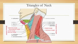 Triangles of Neck
 