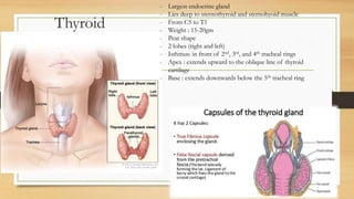 Thyroid
- Largest endocrine gland
- Lies deep to sternothyroid and sternohyoid muscle
- From C5 to T1
- Weight : 15-20gm
- Pear shape
- 2 lobes (right and left)
- Isthmus: in front of 2nd, 3rd, and 4th tracheal rings
- Apex : extends upward to the oblique line of thyroid
cartilage
- Base : extends downwards below the 5th tracheal ring
 