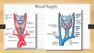 Blood Supply
 