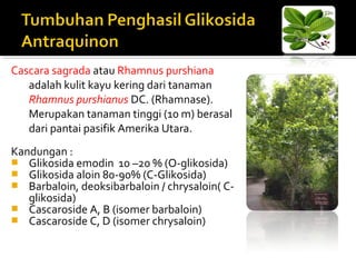 Cascara sagrada atau Rhamnus purshiana
adalah kulit kayu kering dari tanaman
Rhamnus purshianus DC. (Rhamnase).
Merupakan tanaman tinggi (10 m) berasal
dari pantai pasifik Amerika Utara.
Kandungan :
 Glikosida emodin 10 –20 % (O-glikosida)
 Glikosida aloin 80-90% (C-Glikosida)
 Barbaloin, deoksibarbaloin / chrysaloin( C-
glikosida)
 Cascaroside A, B (isomer barbaloin)
 Cascaroside C, D (isomer chrysaloin)
 