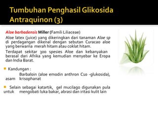 Aloe barbadensis Miller (Famili Liliaceae)
Aloe latex (juice) yang dikeringkan dari tanaman Aloe sp
di perdagangan dikenal dengan sebutan Curacao aloe
yang berwarna merah hitam atau coklat hitam.
Terdapat sekitar 300 spesies Aloe dan kebanyakan
berasal dari Afrika yang kemudian menyebar ke Eropa
dan India Barat.
 Kandungan :
Barbaloin (aloe emodin anthron C10 -glukosida),
asam krisophanat
 Selain sebagai katartik, gel mucilago digunakan pula
untuk mengobati luka bakar, abrasi dan iritasi kulit lain
 